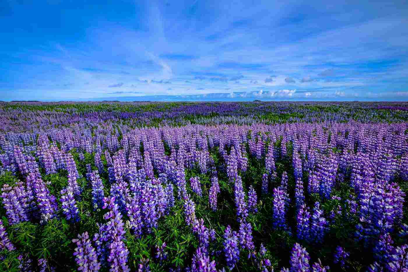 field of purple flowers - sustainable floristry