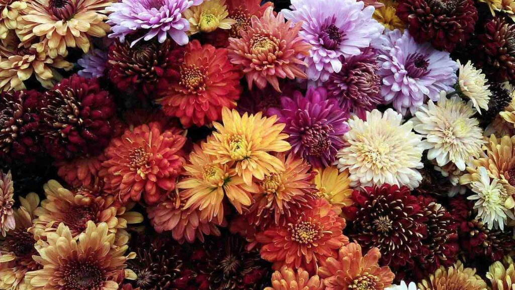 close-up bunch of chrysanthemums - 20 most popular flowers