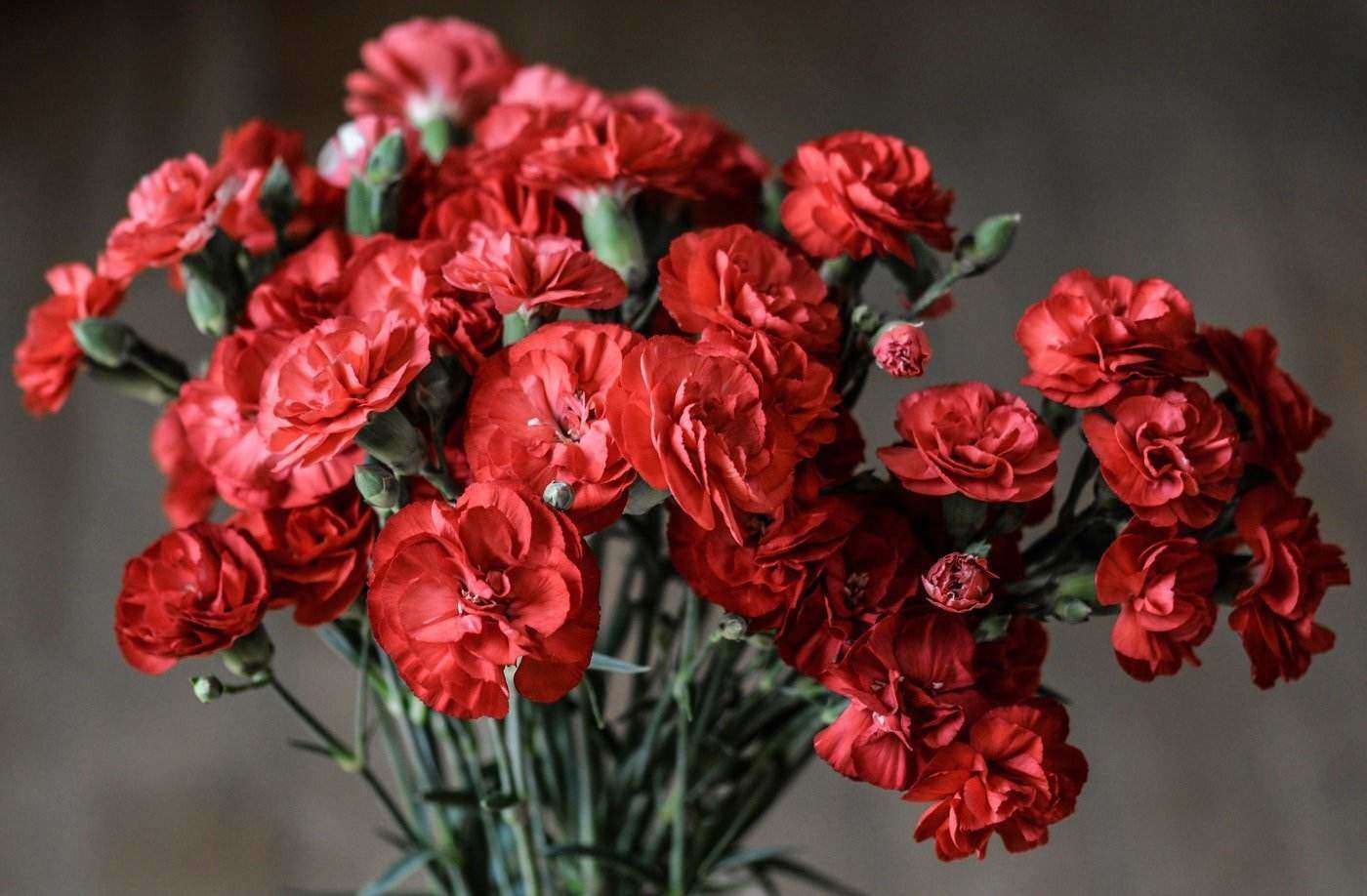 red carnations in vase - 20 most popular flowers