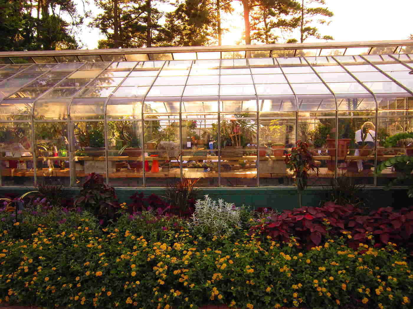 outside view of greenhouse with flowers - top 5 tips for starting a greenhouse