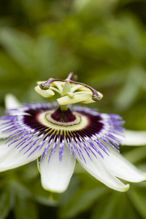 passionflower - a-z list of different flower types