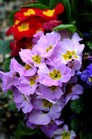 primrose - a-z list of different types of flowers