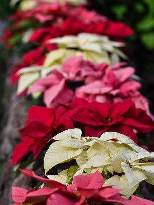 poinsettias - a-z list of different types of flowers