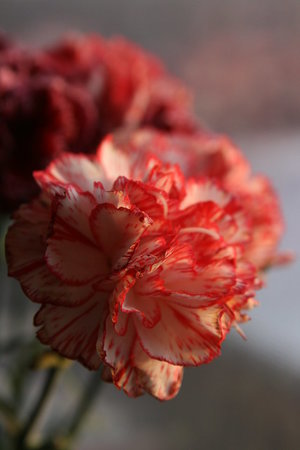 carnation - a-z list of different flower types