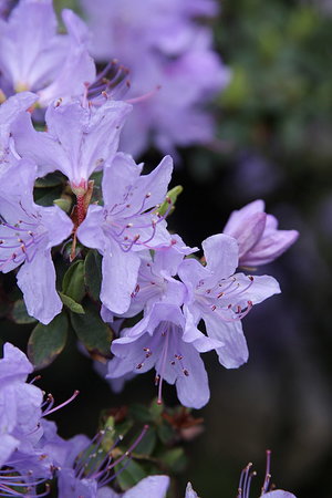 azalea - a-z list of different types of flowers