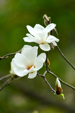 magnolias - a-z list of different flower types