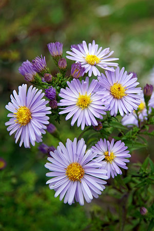 asters - a-z list of different flowers
