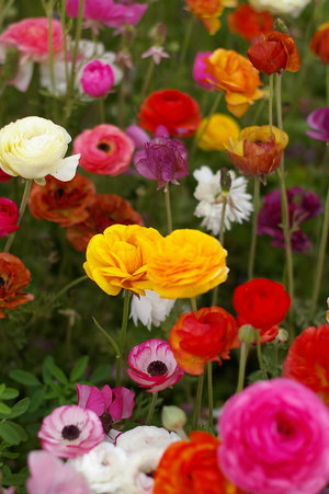 ranunculus - a-z list of different types of flowers