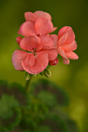 geranium - a-z list of different types of flower