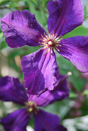 clematis - a-z list of different kinds of flowers