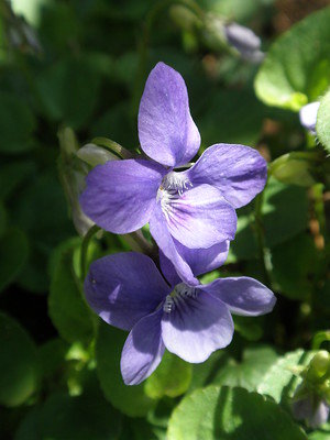 violets - a-z list of different kinds of flowers