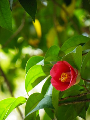 camellia - a-z list of different flowers