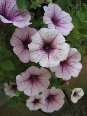 petunias - a-z list of different types of flowers