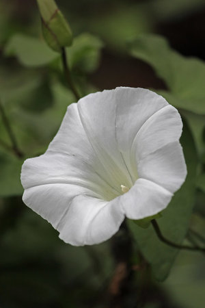 morning glory - a-z list of different kinds of flowers