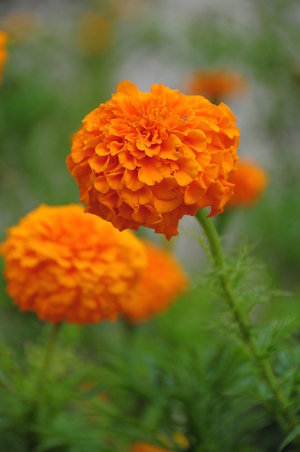 marigolds - a-z list of different kinds of flowers