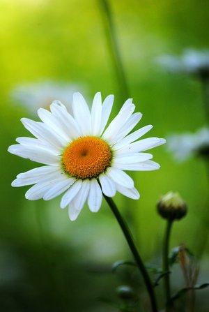 daisy - a-z list of different types of flowers