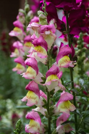 snapdragons - a-z list of different kinds of flowers