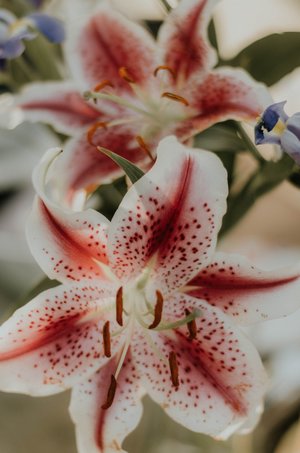 lily - a-z list of different types of flowers
