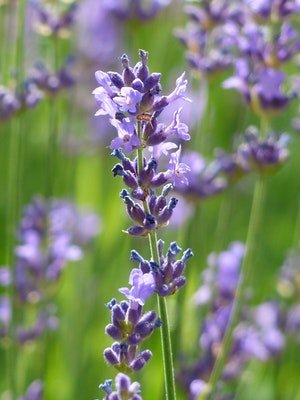 lavender - a-z list of different flower types