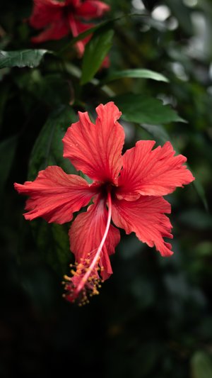 hibiscus - a-z list of different types of flowers