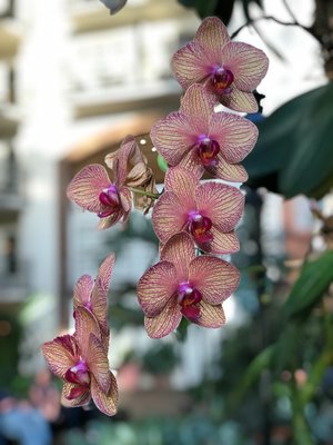 orchid - a-z list of different flower types