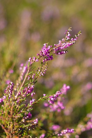 heather - a-z list of different types of flowers