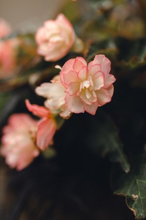 begonia - a-z list of different types of flowers