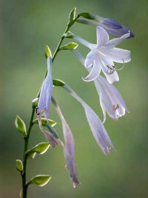 hosta - a-z list of different kinds of flowers