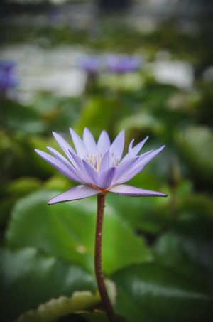 lotus - a-z list of different kinds of flowers
