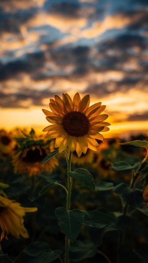 sunflower - a-z list of different flower types