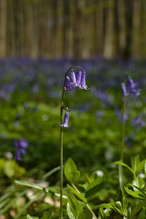 bluebells - a-z list of different flowers