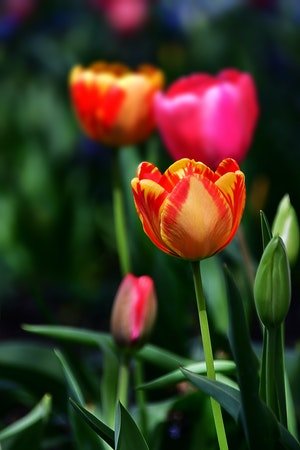 tulips - a-z list of different flower types