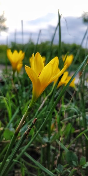crocus - a-z list of different kinds of flowers