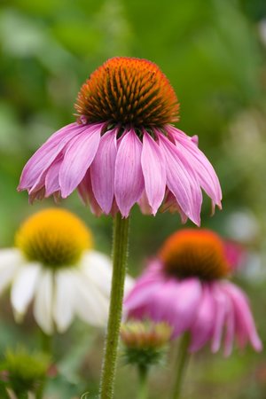coneflower - a-z list of different types of flowers