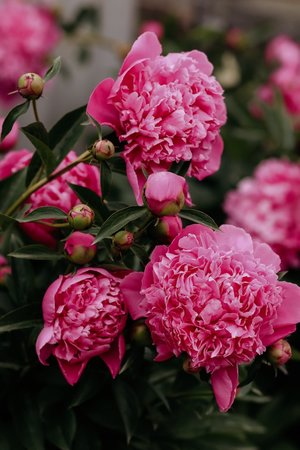 peonies - a-z list of different kinds of flowers