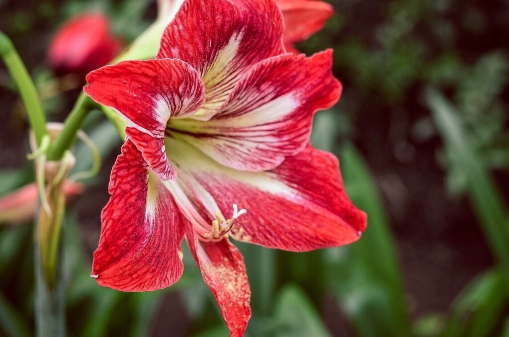 red and white amaryllis - all about amaryllis flowers and their different colors