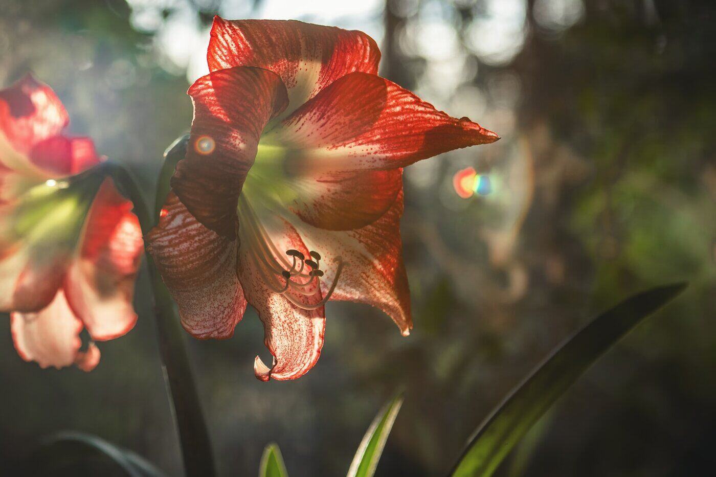 red and white striped amaryllis - all about amaryllis flowers and their different colors