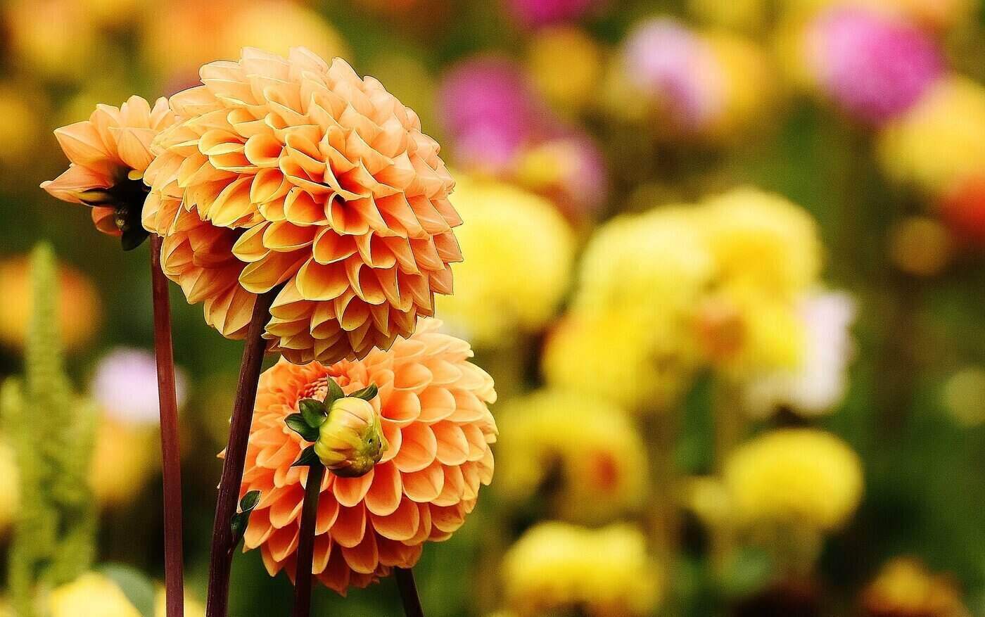 dahlias - 5 reasons to start a flower garden this year