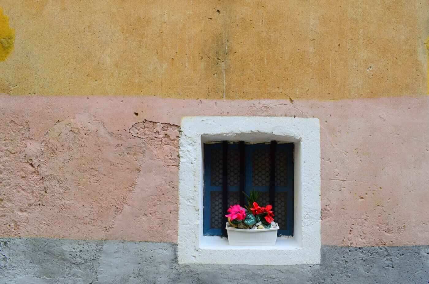 flowering plants in windowsill of painted wall - how plants make us happy
