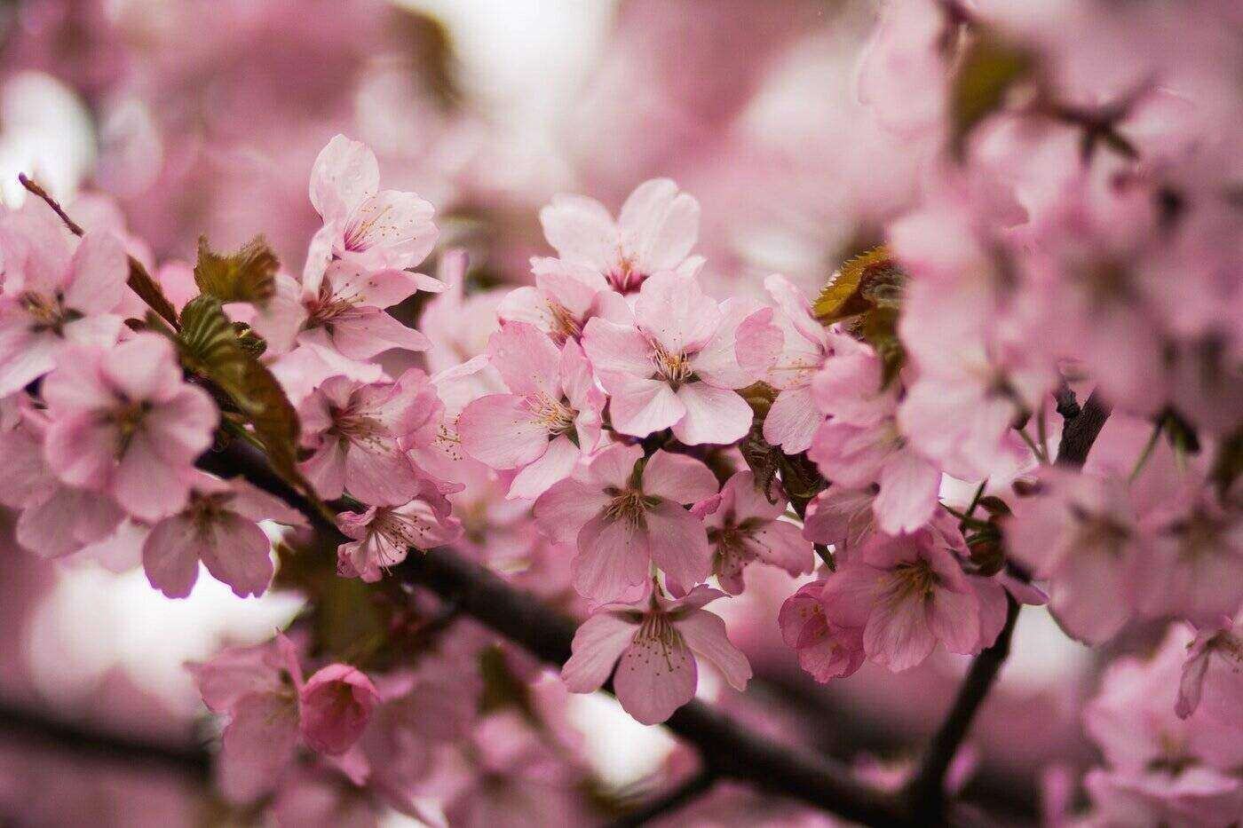 How to Grow Your Own Cherry Blossom Tree The Florist Guide