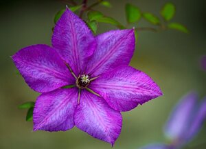 Guía de los tipos de flores más comunes - La Guía del Florista