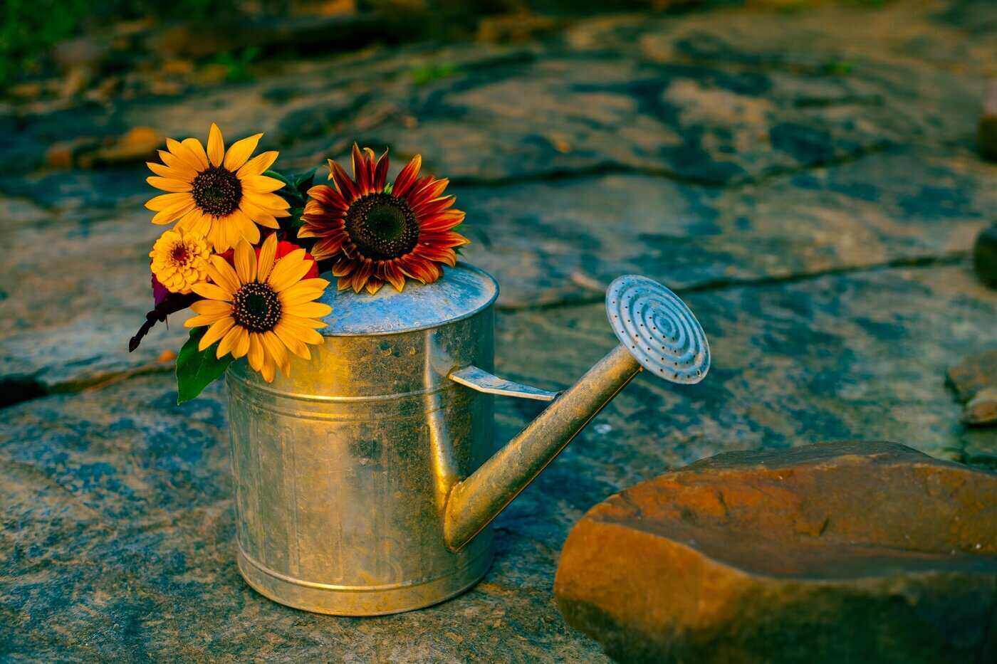 sunflowers in watering can - how is over-irrigation damaging to the soil