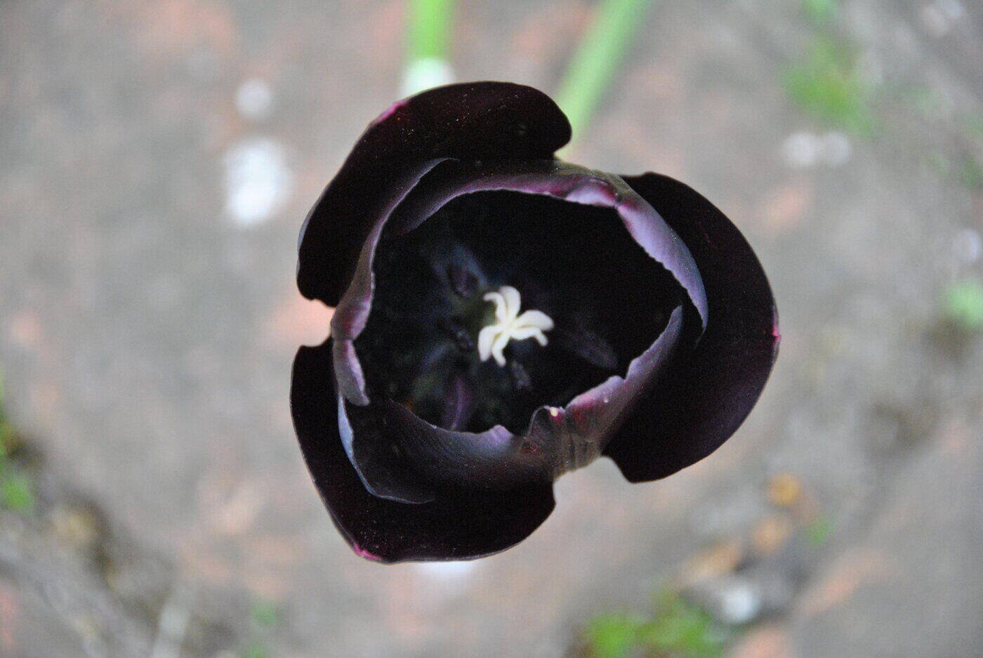 tulipán casi negro - significado y simbolismo de los tulipanes