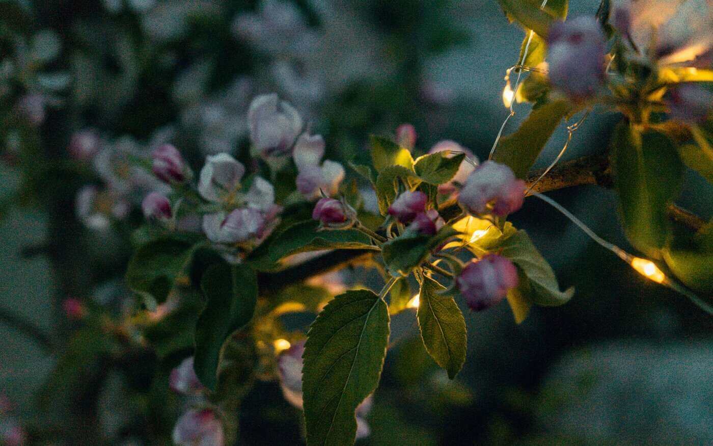 cerezos en flor con luces de hadas - cómo iluminar su paisaje