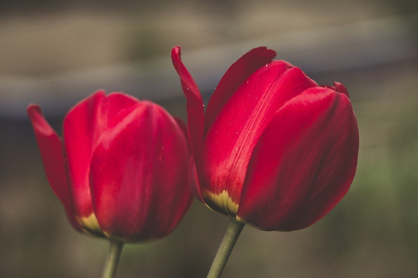 gros plan de deux tulipes rouges - signification et symbolisme des tulipes