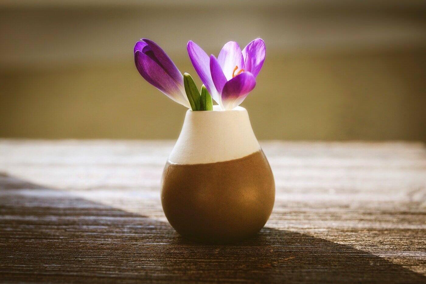crocus flowers in vase - cut flower care