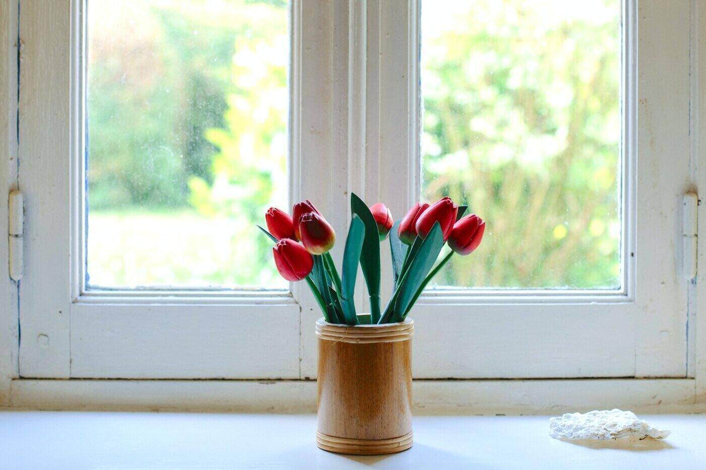 tulips in vase in front of window - cut flower care