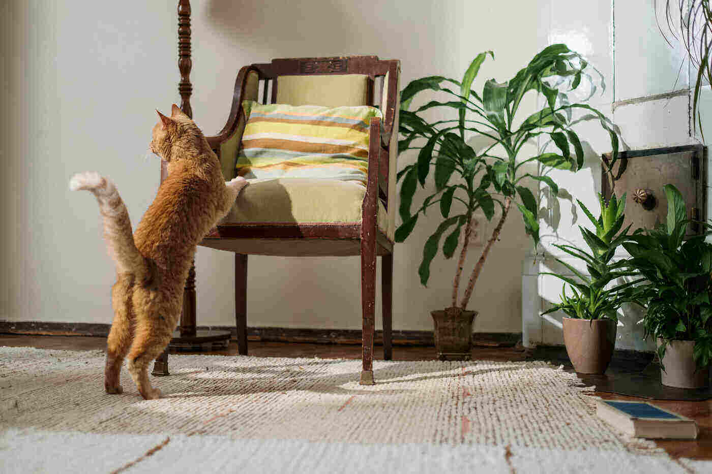 orange and white cat with chair and houseplants - 17 houseplants that are poisonous to cats