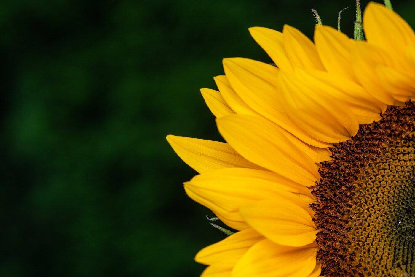 Sonnenblume in der Ecke des Bildes - Sonnenblumen Bedeutung und Symbolik