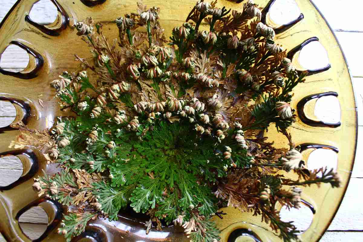 La Rosa de Jericó y sus usos espirituales | La Guía de la Floristería